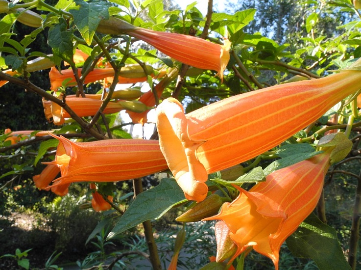 Brugmansia VULCANICOLA или Бругмансия Вулканическая