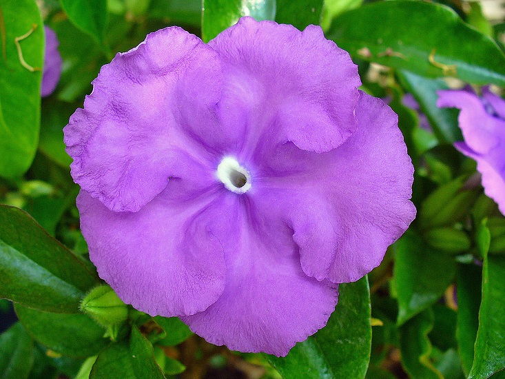 Brunfelsia LATIFOLIA или Брунфельсия Широколистная