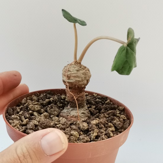 Dorstenia BARMINIANA или Дорстения Барминиана