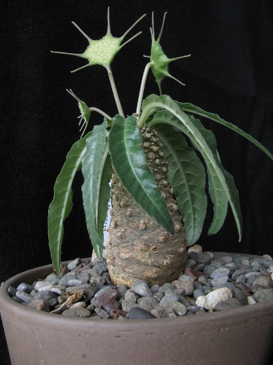 Dorstenia CRISPA var LANCIFOLIA или Дорстения Криспа