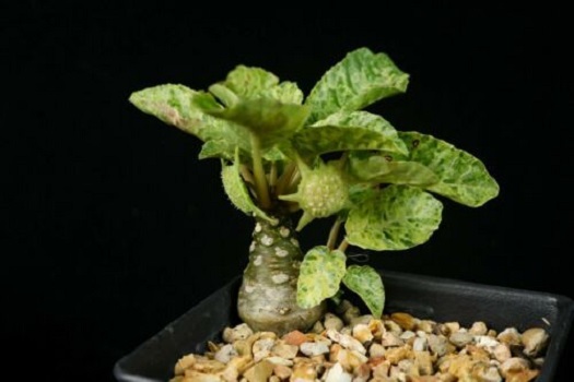 Dorstenia FOETIDA VARIEGATA или Дорстения Пахучая Вариегатная