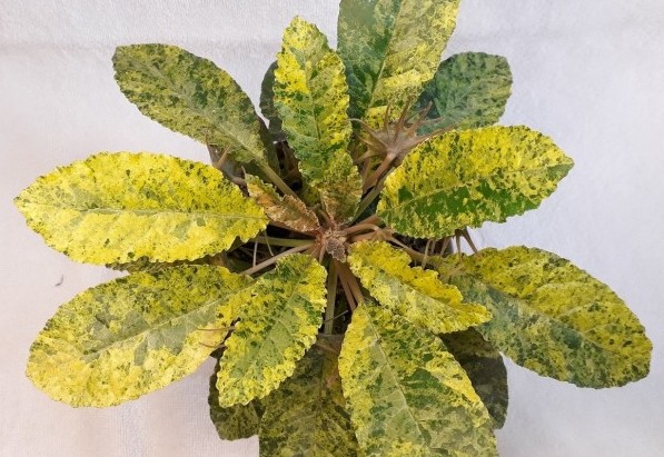 Dorstenia FOETIDA VARIEGATA или Дорстения Пахучая Вариегатная