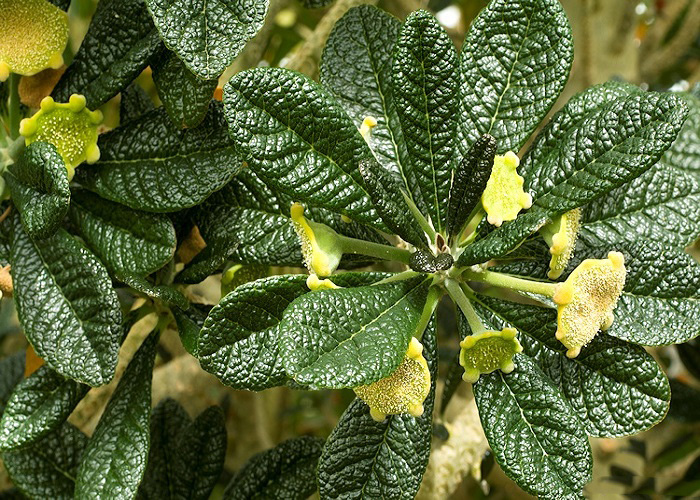 Dorstenia GIGAS или Дорстения Гигантская