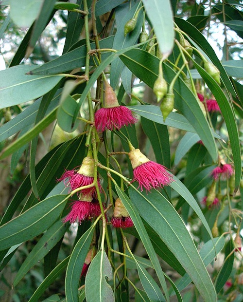 Eucalyptus LEUCOXYLON или Эвкалипт Белодревесный