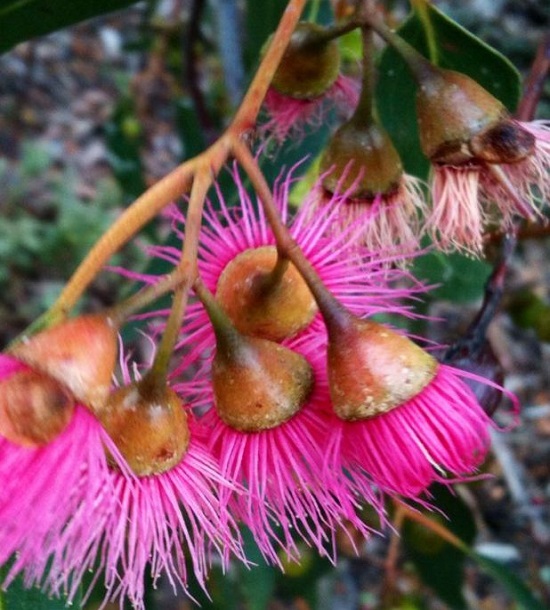 Eucalyptus LEUCOXYLON или Эвкалипт Белодревесный