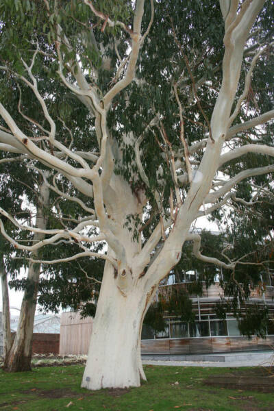 Eucalyptus DALRYMPLEANA или Эвкалипт Дальримпля