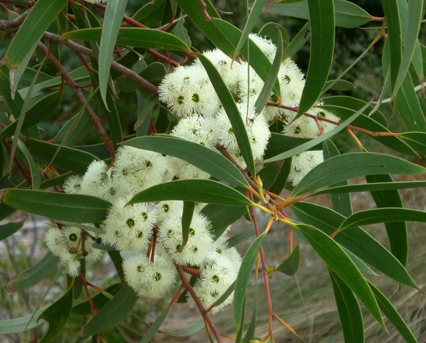 Eucalyptus COCCIFERA или Эвкалипт Ягодный