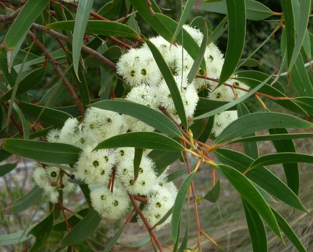 Eucalyptus COCCIFERA или Эвкалипт Ягодный