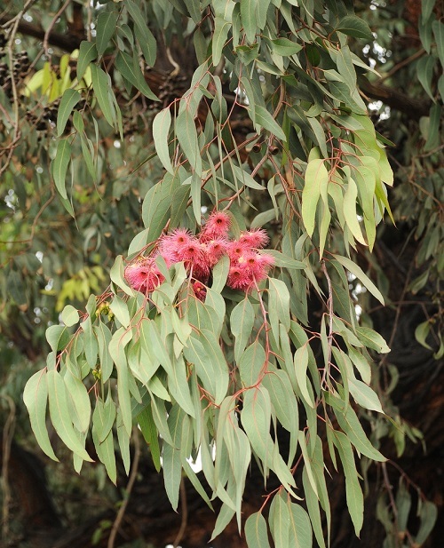Eucalyptus SIDEROXYLON или Эвкалипт Железнодревесный 