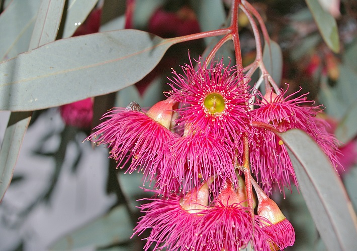 Eucalyptus SIDEROXYLON или Эвкалипт Железнодревесный