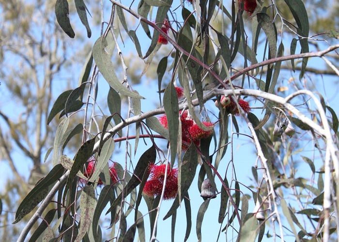 Eucalyptus CINEREA или Эвкалипт Серебряный