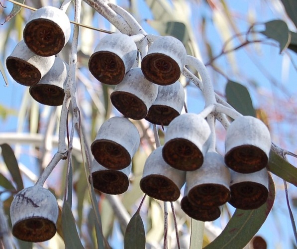 Eucalyptus CAESIA или Эвкалипт Цезия