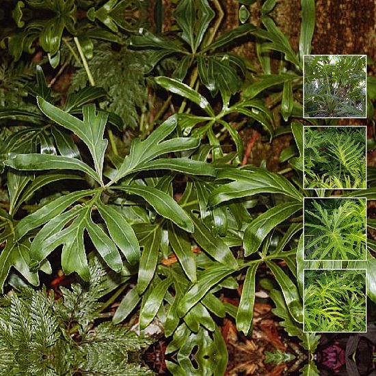 Philodendron ADAMANTINUM или Филодендрон Адамантинум