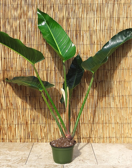 Philodendron DAVIDSONII или Филодендрон Давидсони