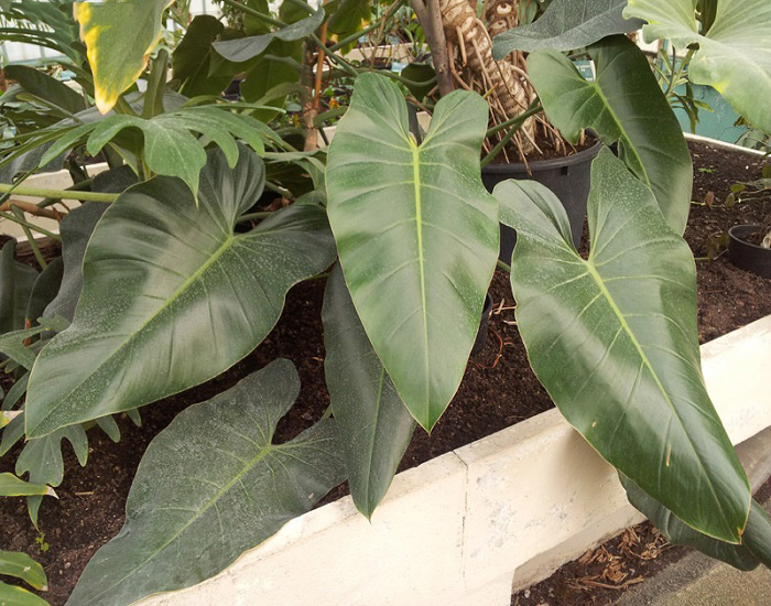 Philodendron IMBE или Филодендрон Имбе