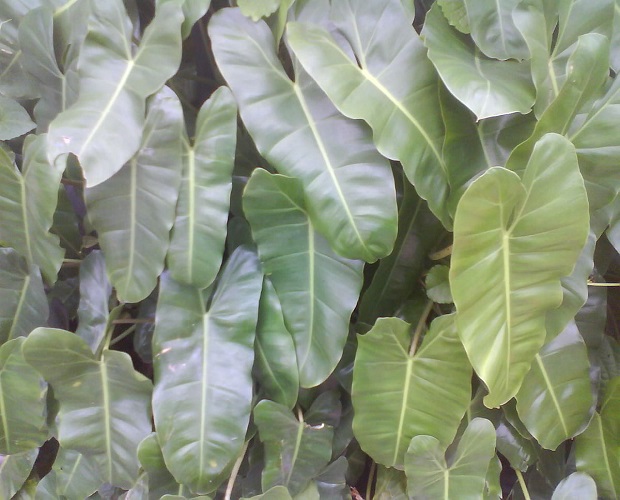 Philodendron IMBE или Филодендрон Имбе