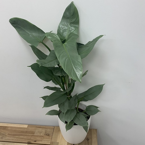 Philodendron HASTATUM или Филодендрон Хастатум