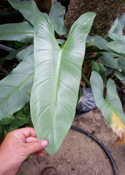 Philodendron HASTATUM или Филодендрон Хастатум