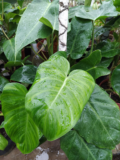 Philodendron COLOMBIANUM или Филодендрон Колумбийский