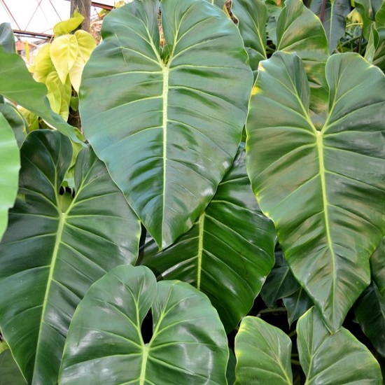 Philodendron CORDATUM или Филодендрон Кордатум