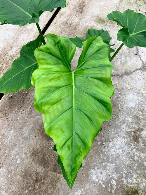 Philodendron CORDATUM или Филодендрон Кордатум