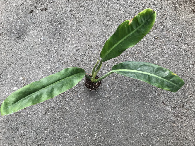 Philodendron CRASSINERVIUM или Филодендрон Крассинервиум
