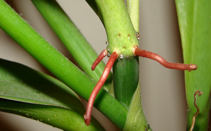 Philodendron CRASSINERVIUM или Филодендрон Крассинервиум