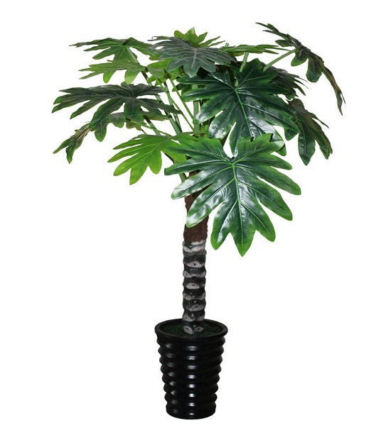 Philodendron LACERUM или Филодендрон Лацерум