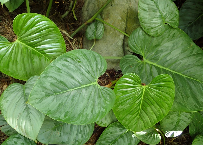 Philodendron ORNATUM или Филодендрон Орнатум