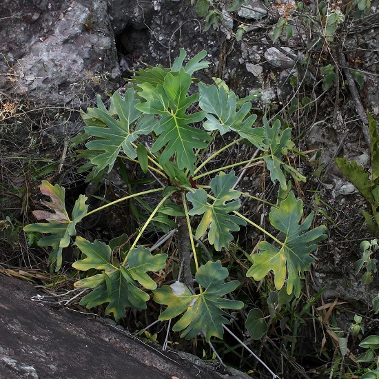 Philodendron SAXICOLA или Филодендрон Саксикола