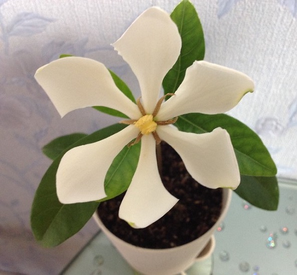 Gardenia VIETNAMENSIS или Гардения Вьетнамская