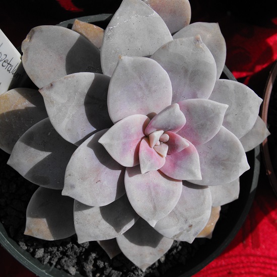 Graptopetalum MARGINATUM или Граптопеталум Маргинальный