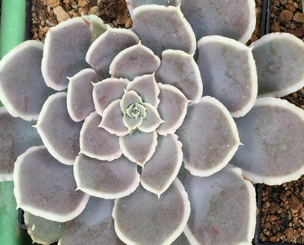 Graptopetalum MARGINATUM или Граптопеталум Маргинальный