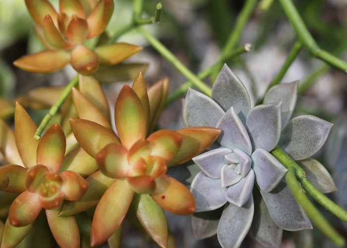 Graptopetalum PARAQUAYENSE или Граптопеталум Парагвайский