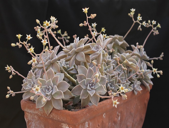 Graptopetalum PARAQUAYENSE или Граптопеталум Парагвайский