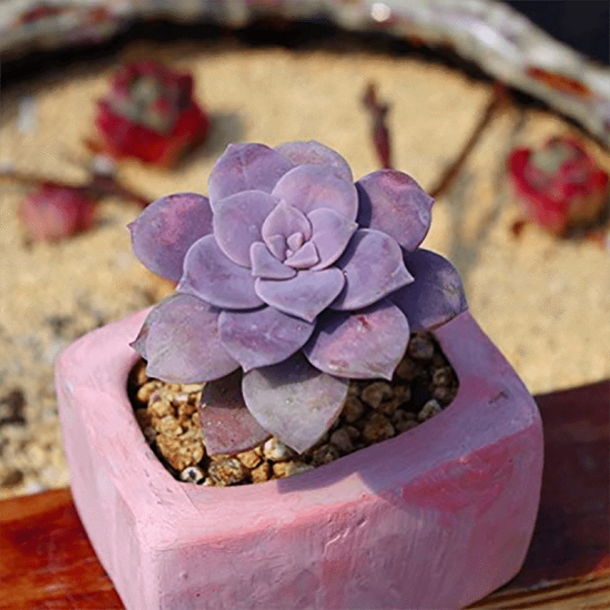 Graptopetalum SUPERBUM или Граптопеталум Превосходный