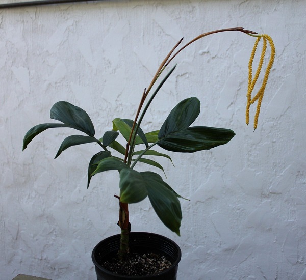 Chamaedorea ADSCENDENS или Хамедорея Одноцветная