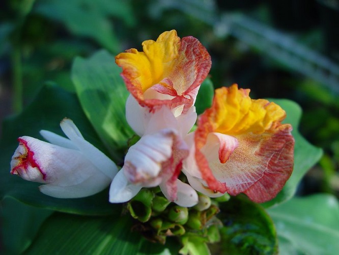 Costus LUCANUSIANUS или Костус Лукануса