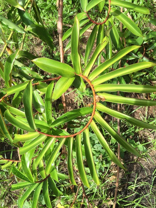 Costus LUCANUSIANUS или Костус Лукануса