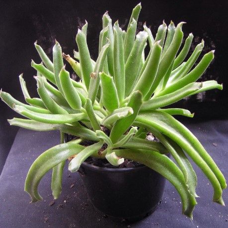 Cotyledon CAMPANULATA var JAA 1592 COOKHOUSE или Котиледон Кампантулата