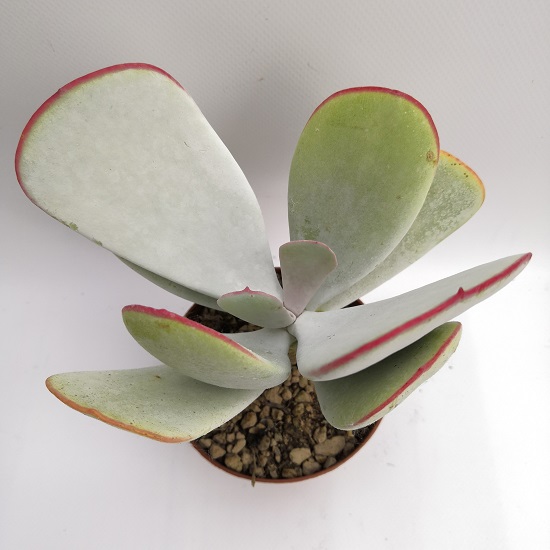 Cotyledon ORBICULATA 