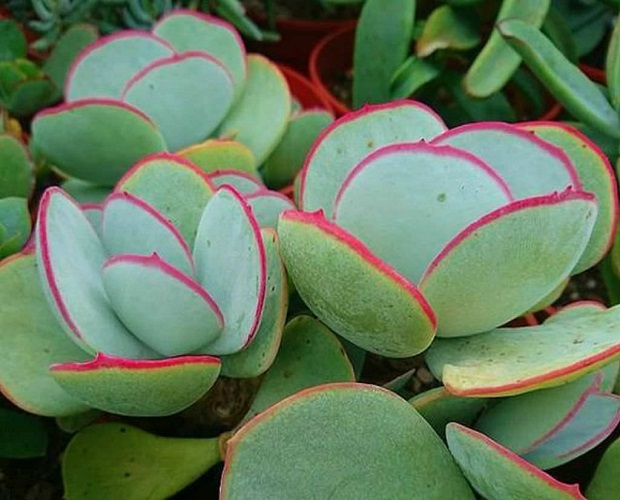 Cotyledon ORBICULATA 