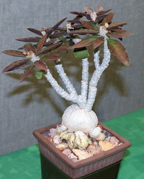 Euphorbia AMBOVOMBENSIS или Молочай Амбовомбенсис