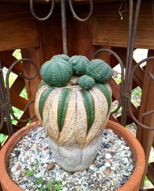 Euphorbia OBESA или Эуфорбия Тучная