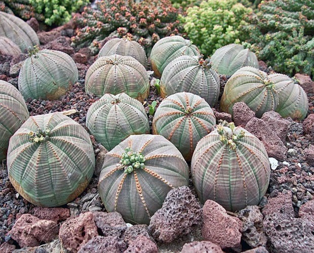 Euphorbia OBESA или Эуфорбия Тучная