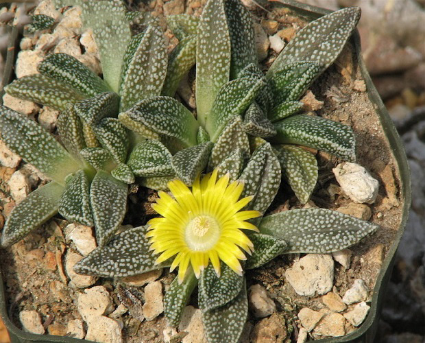 Nananthus MARGARITIFERUS или Нанантус Маргаритиферус