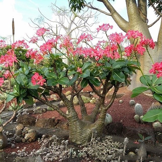 Pachypodium BARONII или Пахиподиум Барона