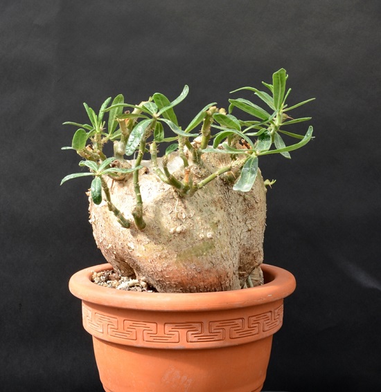 Pachypodium SUCCULENTUM или Пахиподиум Суккулентный