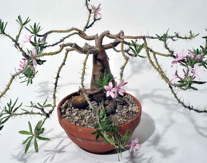 Pachypodium SUCCULENTUM или Пахиподиум Суккулентный