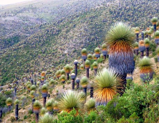 Puya RAIMONDII или Пуйя Раймонда